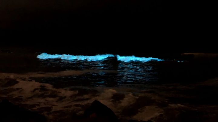 Igualito a Maldivas, Mar del Plata tuvo una noche de olas bioluminiscentes