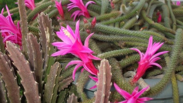 Aporocactus flagelliformis, guía de cuidados para que tu cactus cola de rata de sus mejores flores