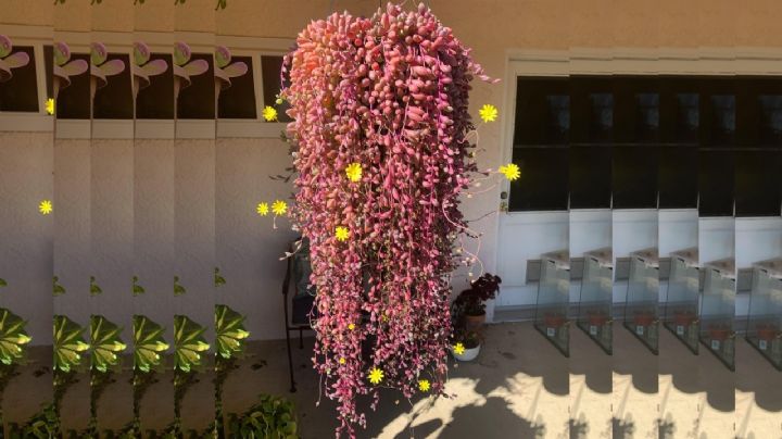 Othonna Capensis, guía de cuidados para que tu suculenta colgante de flores todo el año