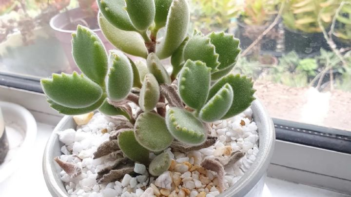 Cotyledon Tomentosa, consejos, cuidados y reproducción de la suculenta patita de oso