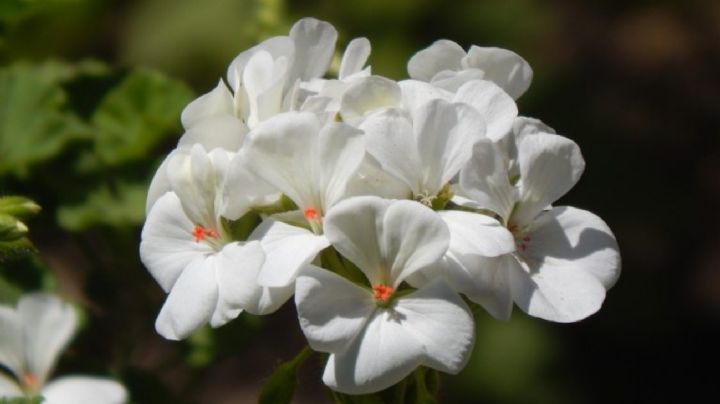 Pelargonium hortorum, guía de cuidados para que tus malvones luzcan sus mejores flores