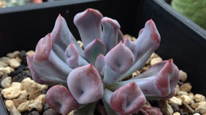 Graptoveria Topsy Debbie, guía de cuidados para que tu suculenta echeveria cupido luzca radiante