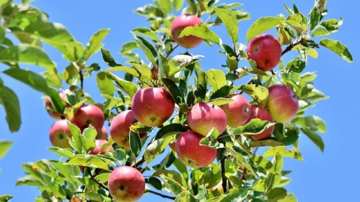 6 cuidados que deberías dar a tus árboles frutales durante el otoño