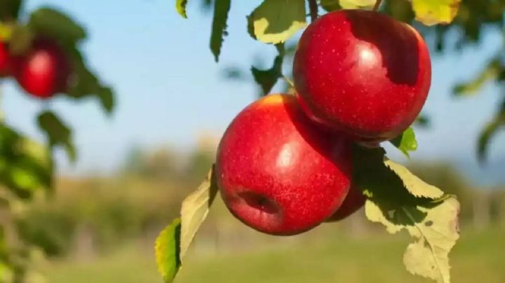 6 cuidados que deberías dar a tus árboles frutales durante la temporada otoño-invierno