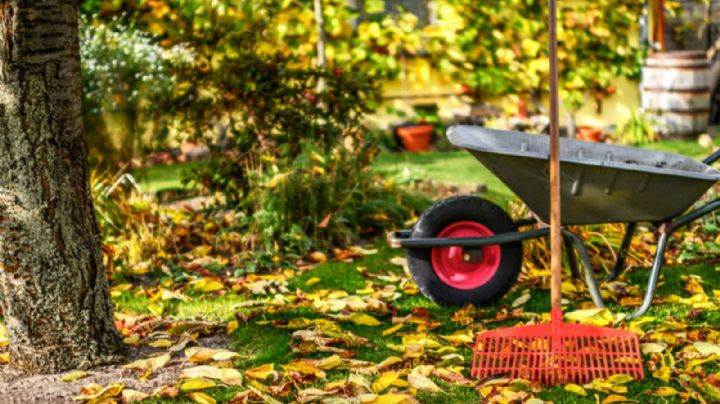 10 cosas que deberías hacer para que las plantas de tu jardín luzcan radiantes en otoño