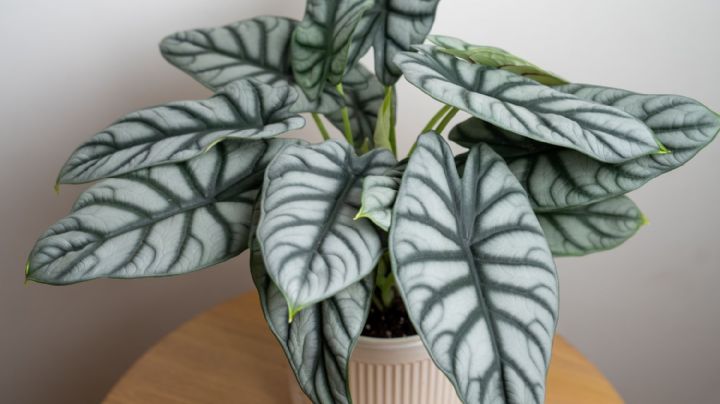 Alocasia Silver Dragón, consejos para que tu planta saque a relucir toda su belleza