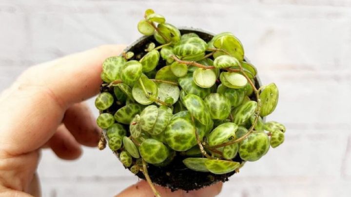 Peperomia prostrata, guía de cuidados para que tu planta colgante se vea siempre radiante