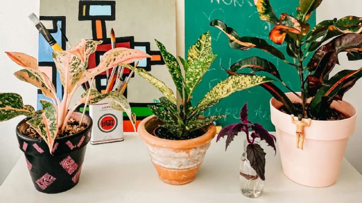 5 plantas de interior con hojas de colores que aportan frescura a tu hogar
