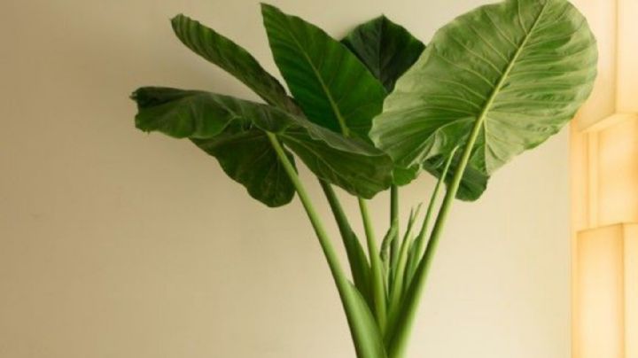 Alocasia, guía para el cuidado y reproducción de esta bella planta ornamental de interior