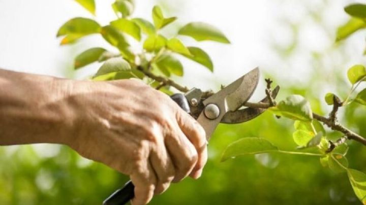 Descubre cómo es la poda de otoño según cada tipo de planta