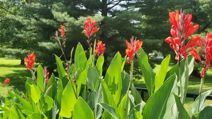 Canna Indica, una planta de hojas enormes ideal para decorar tus ambientes