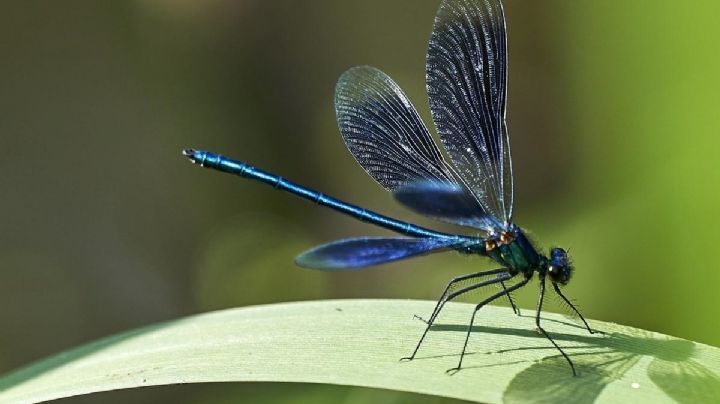 Libélula, el insecto que trae consigo un poderoso significado espiritual