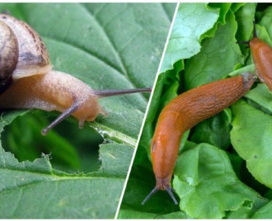 Te mostramos 4 formas de erradicar babosas y caracoles de tus plantas sin usar cebos ni venenos