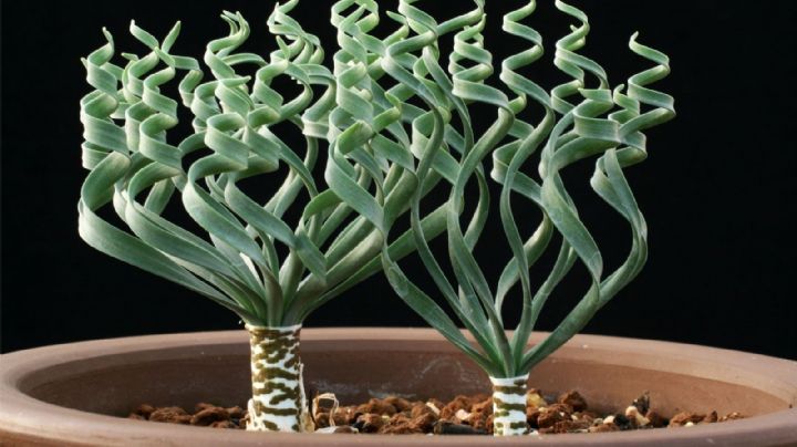 Trachyandra tortilis, una suculenta tan exótica que enamora