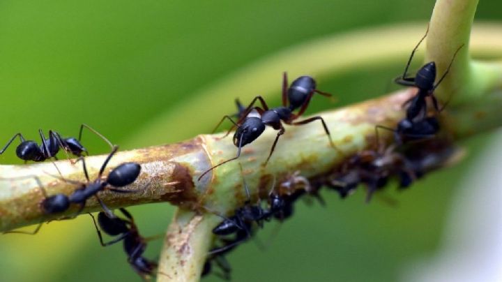 4 trucos de jardinería que alejarán las hormigas de tus plantas sin dañarlas