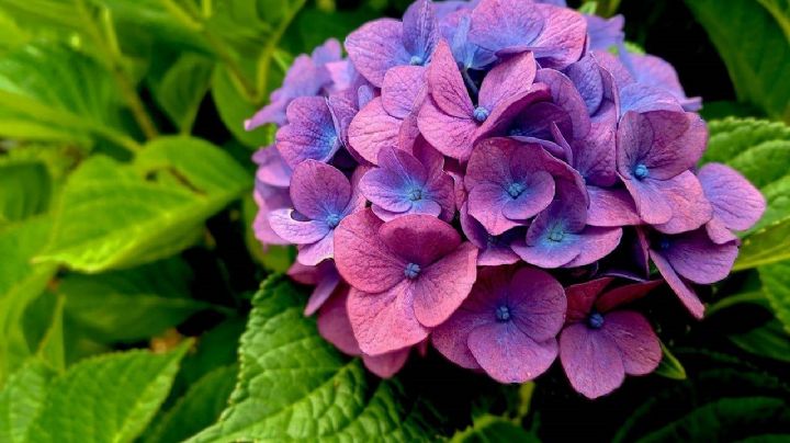 Hortensias, guía de cuidados para que tu planta se desarrolle sana y fuerte