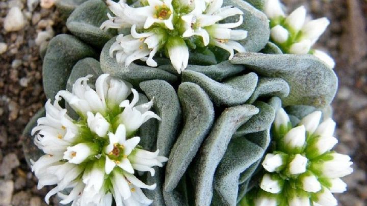 Crassula celia, una suculenta de crecimiento lento que otorgará unas hermosas flores