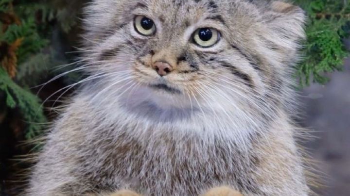 Este es el gato Palla o Manul, el felino asiático que habita en el Monte Everest