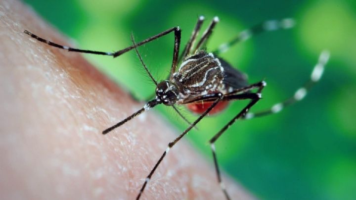 Ahuyenta a los mosquitos de tu hogar con estos potentes repelentes caseros