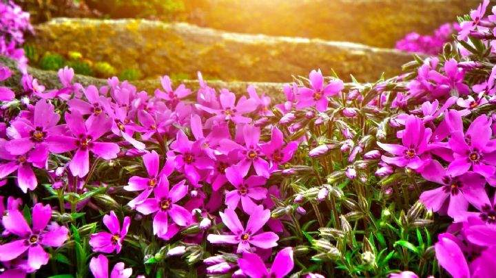 Alhelí: guía de cuidados para lograr que dé sus mejores flores en primavera