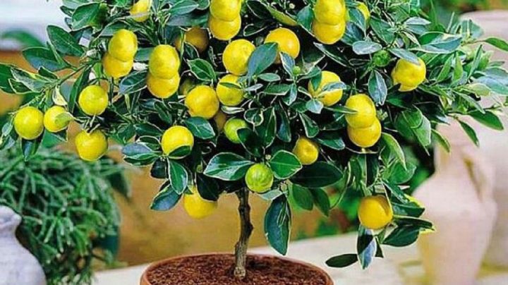 Guía de cuidados para que tu árbol de limones de sus mejores frutos