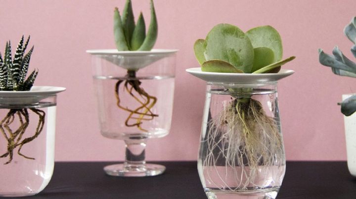 Con este truco casero podrás enraizar tus plantas suculentas en agua