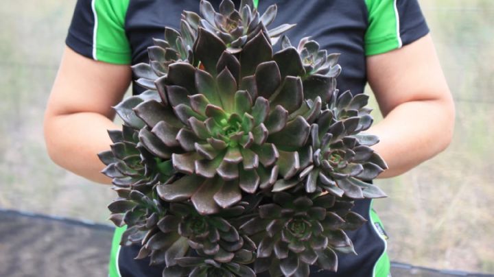 Echeveria Black Pince, guía de cuidados para que esta atípica suculenta brille en todo su esplendor