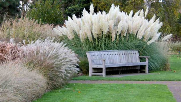 Cola de zorro, una planta de exterior súper resistente y perfecta para decorar tu jardín