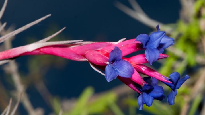 Tillandsia o planta aérea, dónde ubicarla y cómo cuidarla para que luzca radiante todo el año