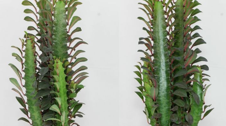 Euphorbia trigona, la suculenta más parecida a los cactus