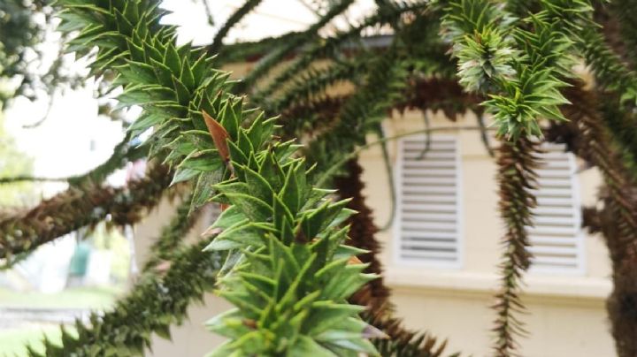 Araucaria Excelsa, guía de cuidados cuando se cultiva como planta de interior