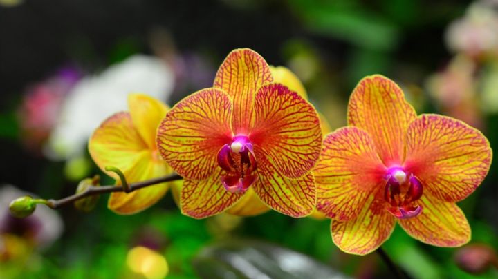 Guía de cuidados para que las flores de tu planta de orquídeas duren mucho más tiempo