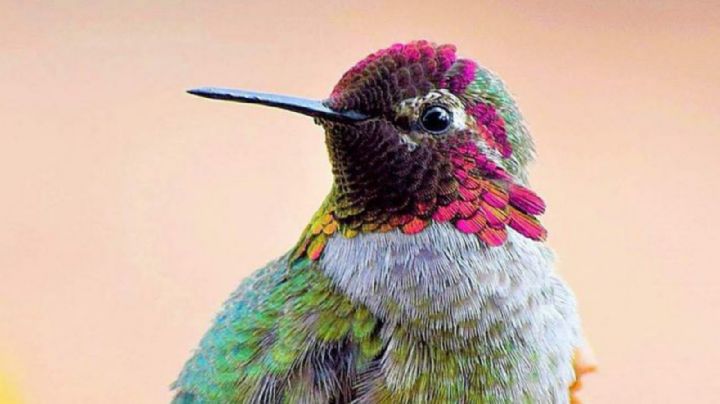 5 métodos infalibles para atraer colibríes al jardín