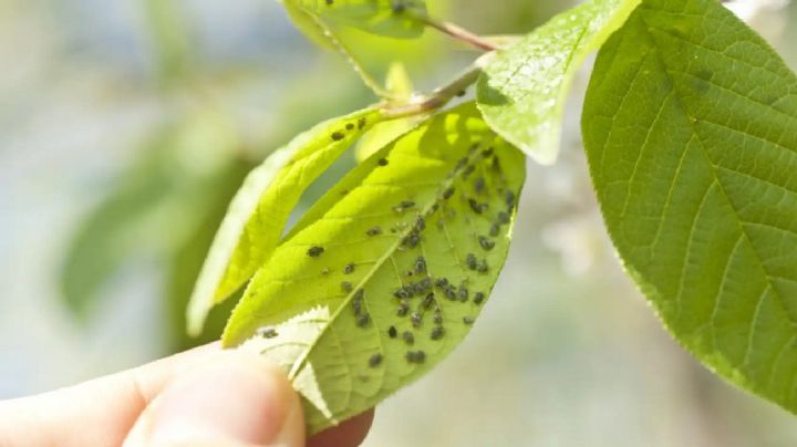 Truco viral que funciona para mantener las plantas libres de plagas y hongos