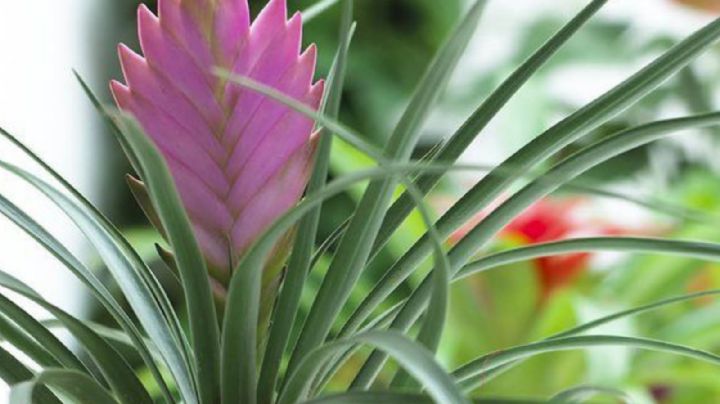 Bromelia, la llamativa y hermosa planta para decorar el hogar