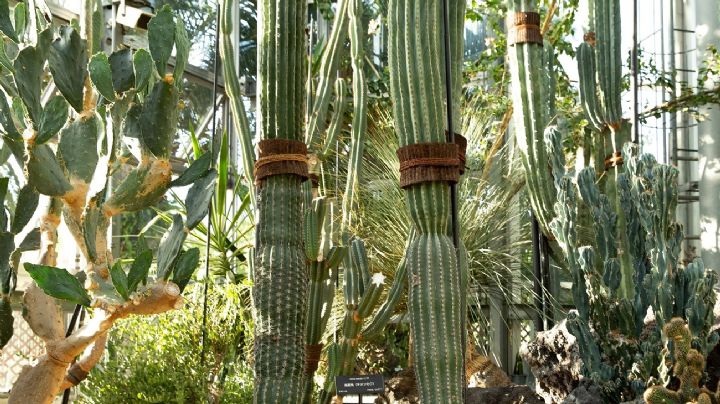 Cereus, el cactus que todos quieren en la decoración de su jardín