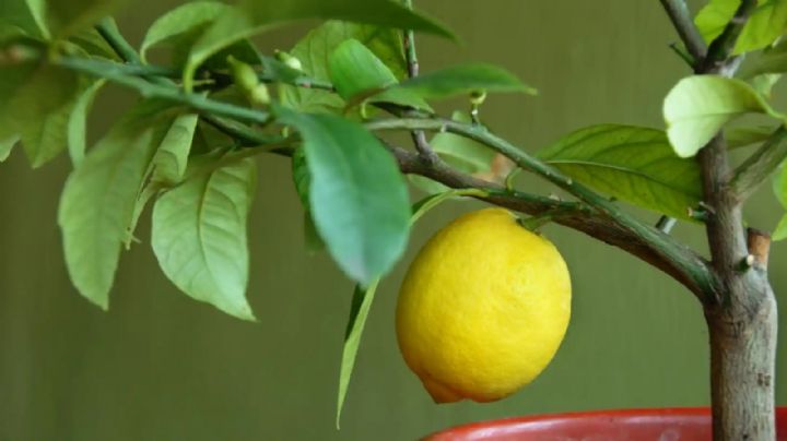 Si tienes un limón y ajo, te muestro cómo transformarlo en un hermoso limonero