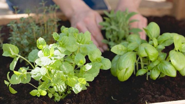 Prepara un potente abono casero para tus plantas con solo dos ingredientes