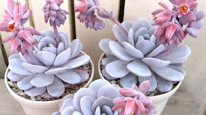 Echeveria Laui, guía de cuidados de la fascinante suculenta de color gris azulado que aman los plant lovers