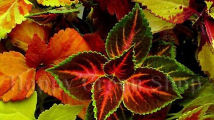 Coleus blumei, guía de cuidados para que tu planta luzca siempre radiante