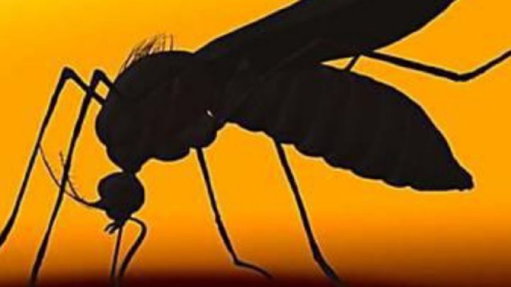 10 formas naturales de ahuyentar mosquitos del hogar sin usar repelente