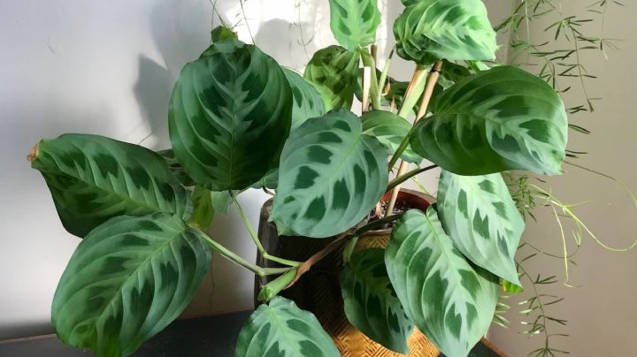 Maranta leuconera, guía de cuidados para que tu planta luzca siempre radiante