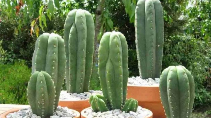 Echinopsis pachanoi, cuidados para que tus cactus de sus mejores flores