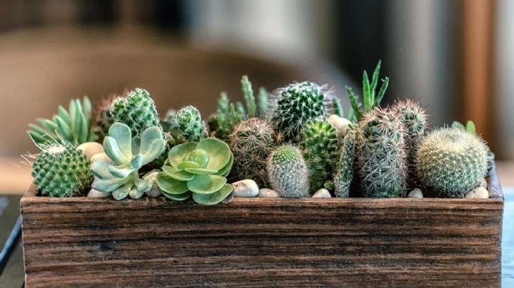 Prepara el mejor sustrato para tus cactus y suculentas con estas sugerencias