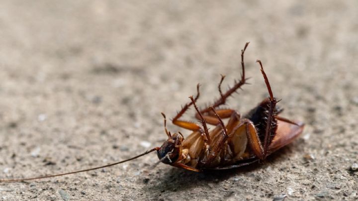 La ciencia explica por qué motivo no debes pisar las cucarachas en tu hogar