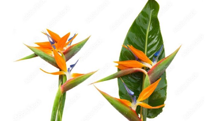 Strelitzia, la planta que gana terreno en la decoración de los hogares