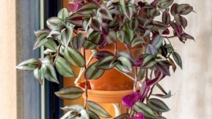 7 ideas creativas para que las plantas colgantes se luzcan en la decoración de tu hogar