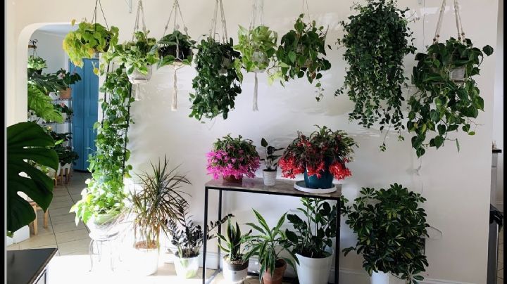 Decoración de Interiores con Plantas Colgantes: Ideas y consejos para una casa más verde