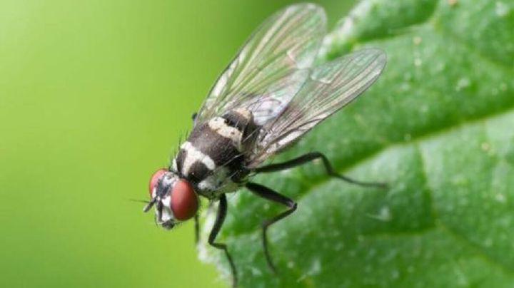 Ahuyenta moscas y mosquitos de tu hogar con esta planta aromática