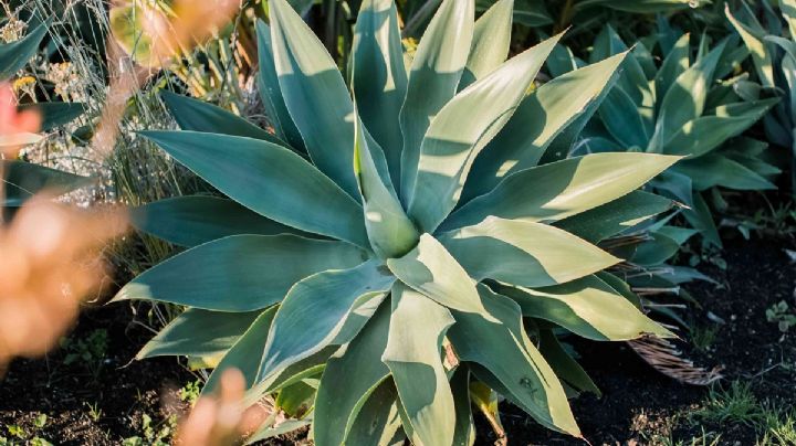 Agave, el género de plantas suculentas que destaca por sus múltiples aplicaciones